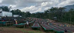 Nensebo Specialty Green Coffee from Ethiopia